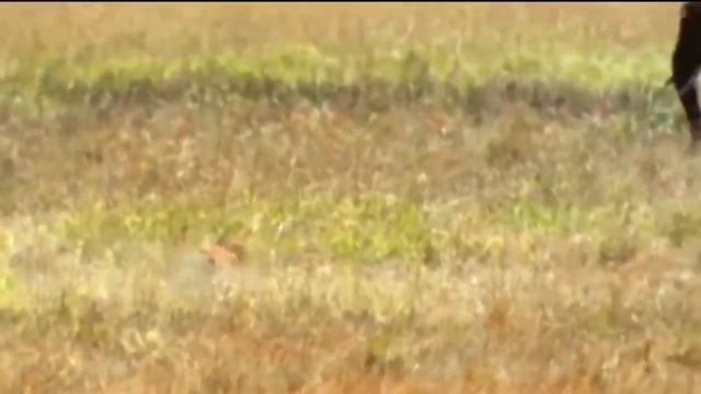 Тактика охоты львов Лев против бородавочника Нападение львиного прайда Дикая природа Лев в деле смотреть онлайн