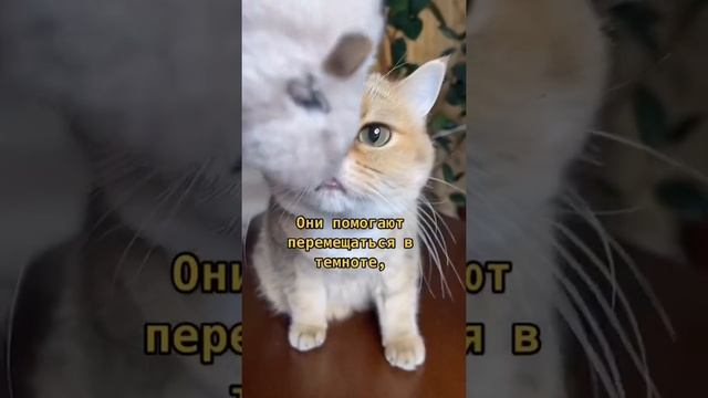 Зачем кошке нужны усы?? смотреть онлайн