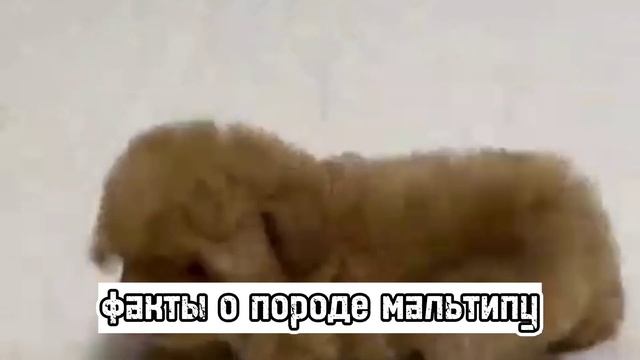 ?факты о породе мальтипу? смотреть онлайн