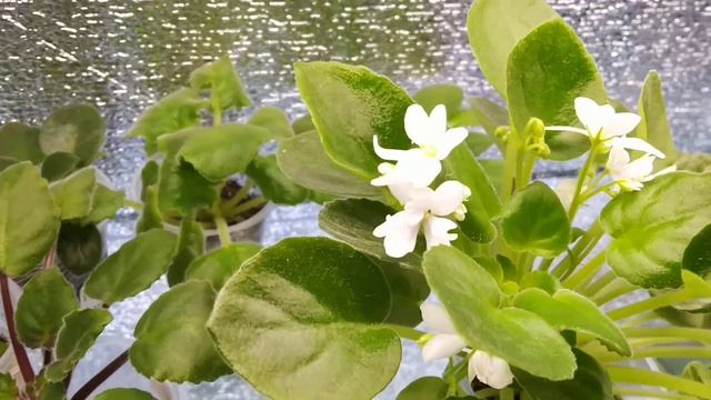 Золушкин Сон, Optimara Little Cristal, Ск-Яблоневый Сад. смотреть онлайн