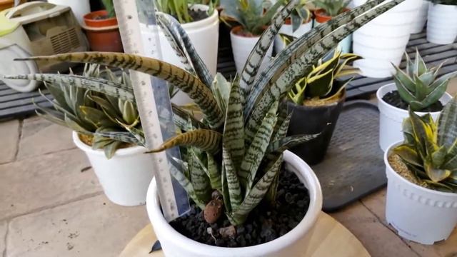 Sansevieria Crocodile Rock