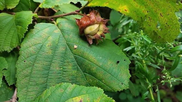 Лещина, Фундук приморский смотреть онлайн