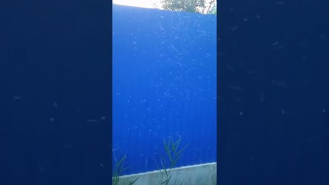 Танцующие мошки/препарат от блошки смотреть онлайн