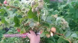 Лучший сорт ранней малины Мария- самая урожайная, красивая и вкусная малина