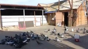 Николаевские голуби у Паши. Большие Салы Ростовская область. 2022 тел. +7 (928) 195-37-52