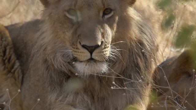 Leones machos matan a crías para poder aparearse | Wild Frank en África | Animal Planet смотреть онлайн