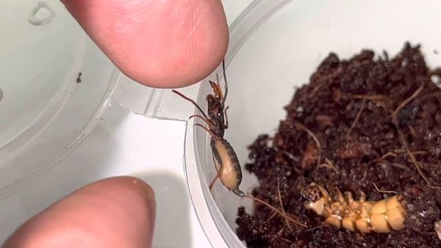 Телифон в домашних условиях (Typopeltis) смотреть онлайн