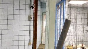 Вентиляция в курятнике