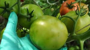 Семена от  НПО" Сады России" Вся правда о семенах.