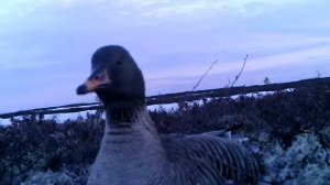Гнездование. Гусь-гуменник (Anser fabalis). Природный парк "Нумто"