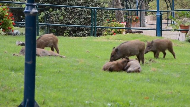 Хайфа Семья Кабанов смотреть онлайн