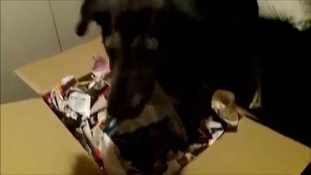 The snuffle box - looking for kibble game смотреть онлайн