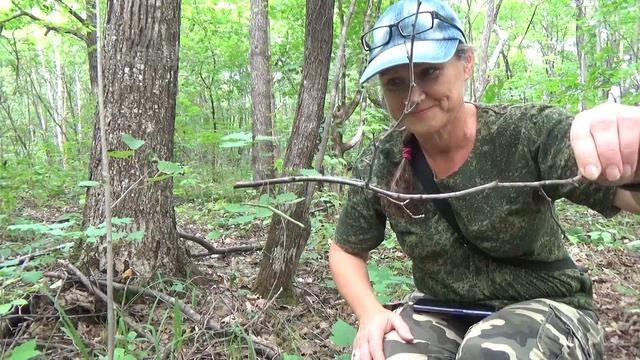 Палочник - насекомое привидение... Stick insect... смотреть онлайн