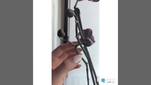 Орхидея «Каменная роза»! смотреть онлайн