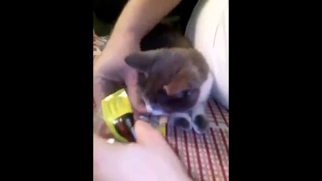 Cat looking on silicone for fishing! Кот балдеет от силикона для рыбалки))) смотреть онлайн