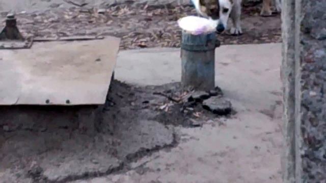 У собак жопы слиплись смотреть онлайн