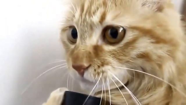 Кот и пылесос РЖАКА! смотреть онлайн
