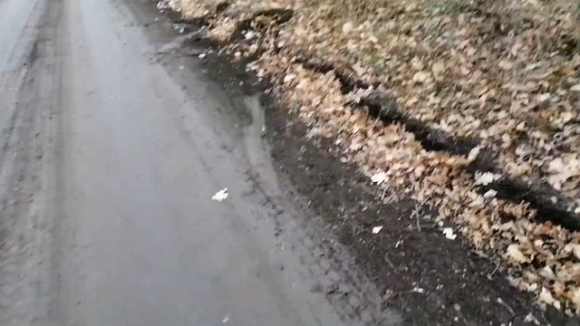 Александровский лес. Грибы в конце ноября. Огромный дуб. смотреть онлайн