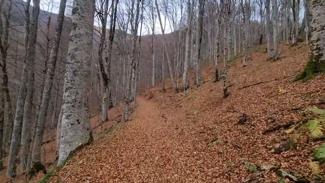 Ковер из листьев смотреть онлайн