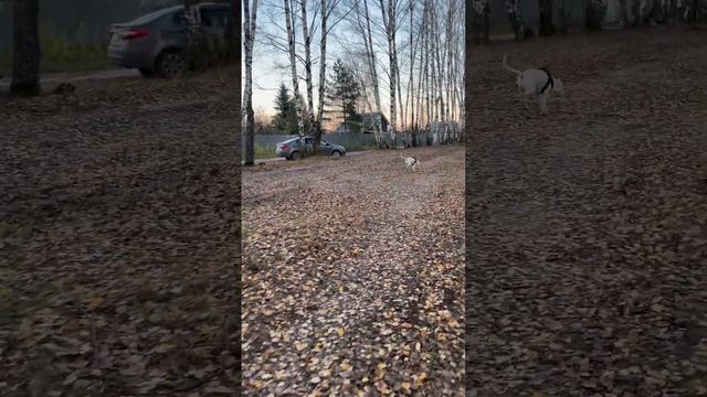 Прогулка по березовой роще с псом Того, Борский район. Нижегородская область смотреть онлайн