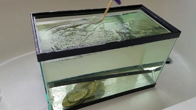 How to Disinfect a Used or Contaminated Aquarium with Bleach смотреть онлайн