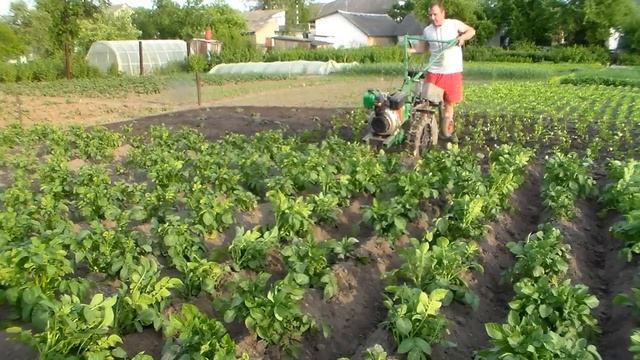 Второе окучивание картофеля дисковыми окучниками с ходоуменьшителем смотреть онлайн
