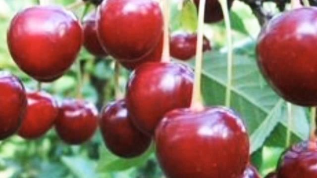 Сорта вишни для Урала и Западной Сибири смотреть онлайн
