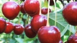 Сорта вишни для Урала и Западной Сибири