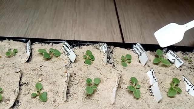 Удобрение петунии монофосфатом калия