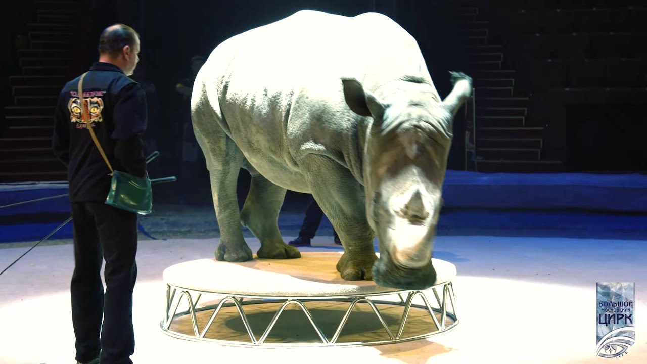 ИДОЛ 2015 (кадры 2) смотреть онлайн