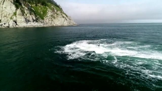 Bowhead whales and killer whales. Гренландские киты и косатки в бухте Врангеля смотреть онлайн