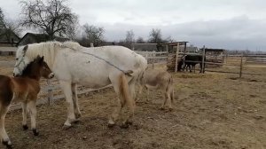 осёл полюбил кобылу