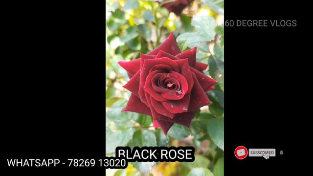 ROSE PLANTS ONLINE SALE | ஒரே நர்சரியில் 100000+ ரோஜா செடிகள் 😱😱 ONLINE விற்பனைக்கு தயார் நிலையில் смотреть онлайн
