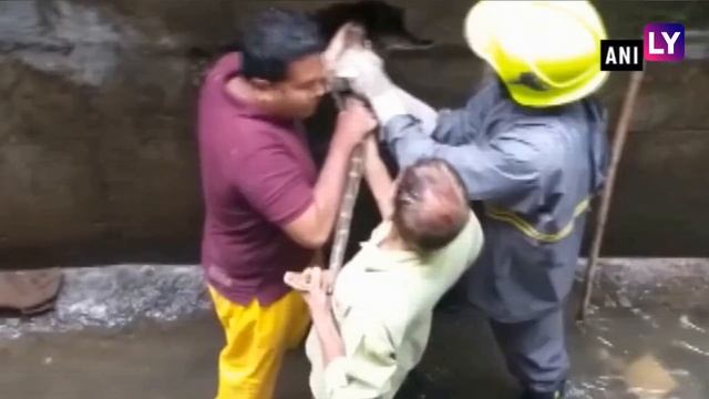 Amid Rains, 9-Feet Long Python Rescued From Sewer In Thane After It Gets Stuck in the Wall смотреть онлайн