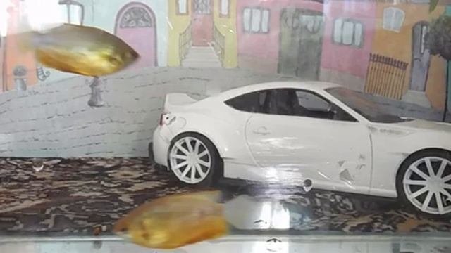 Что за рыбка Лялиус? смотреть онлайн