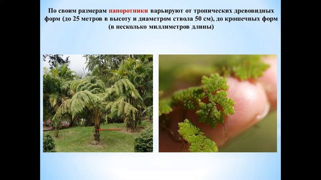 Растения - часть 13 (Высшие растения - папоротниковидные) смотреть онлайн