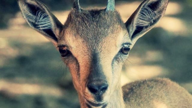 morxor смотреть онлайн