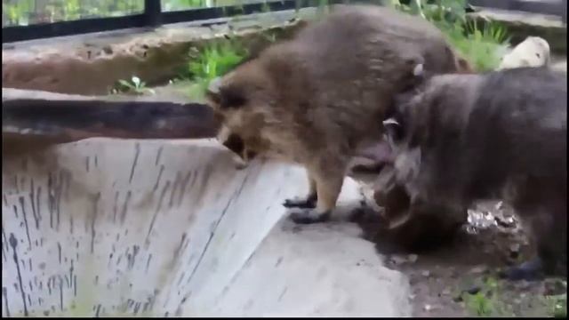 Смешные видео с енотами. Еноты полоскуны