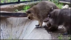 Смешные видео с енотами. Еноты полоскуны