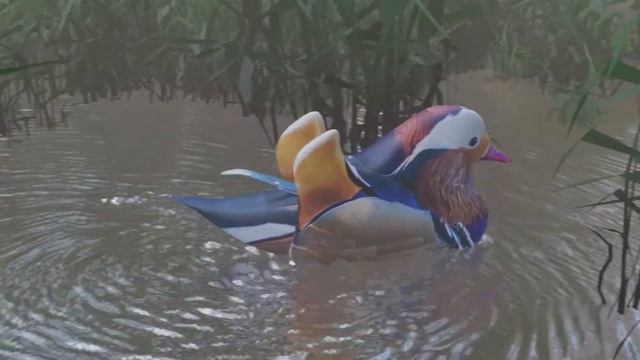 Crazy Mandarin Duck | First Animation in Blender смотреть онлайн