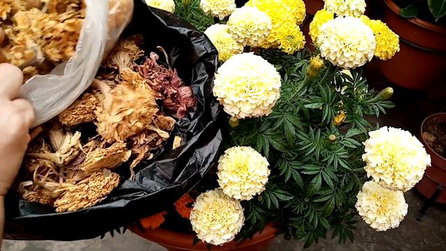 La Flor que nos une con el mas allá смотреть онлайн