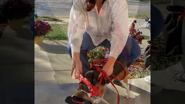 Lady the Beagle of Aurora смотреть онлайн