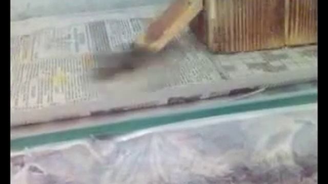 Хомяк и амфитамин смотреть онлайн