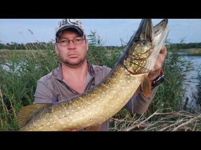 Ловим крупную щуку на реках Кубани! смотреть онлайн