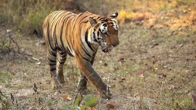 Kanha National Park, India смотреть онлайн