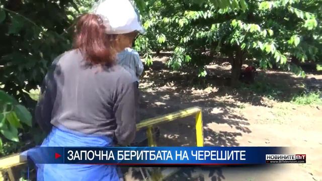 В ход е масовата беритба на череши в Силистренско смотреть онлайн