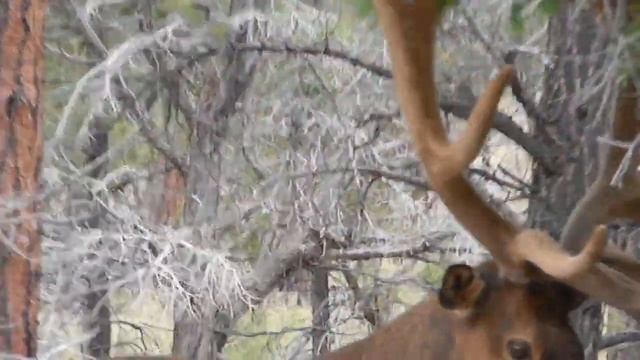 Олень. deer смотреть онлайн