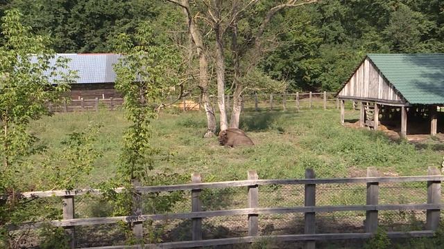 Анимационные Сериалы