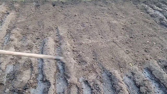Перець і баклажани на розсаду смотреть онлайн