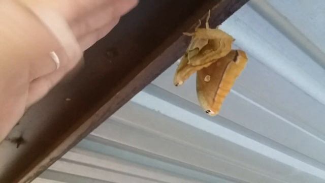 Tomato worm revealed смотреть онлайн